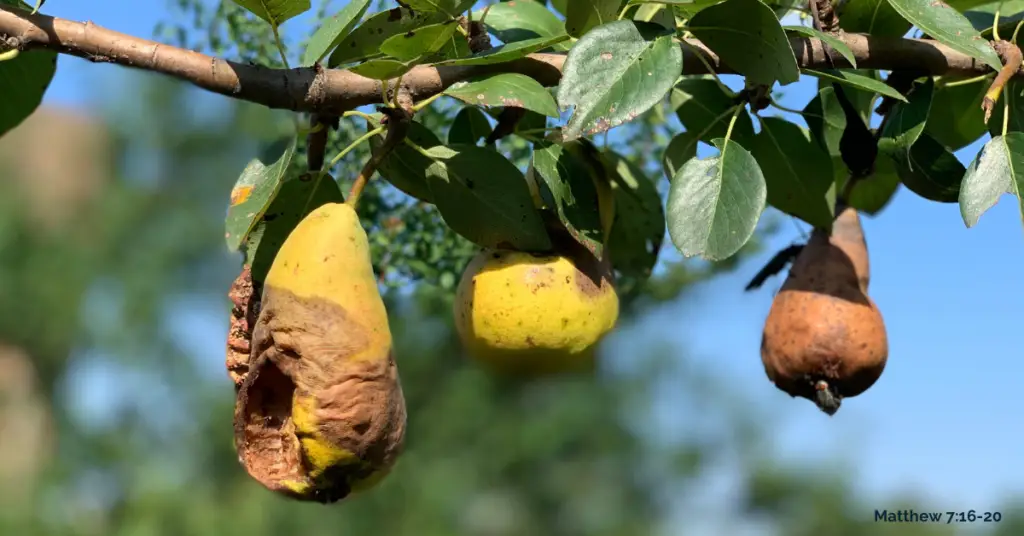 Pictured is an branch extended in front of a blue sky. The branch has rotting pears and leaves hanging from it.